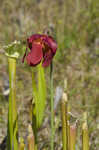 Crimson pitcherplant